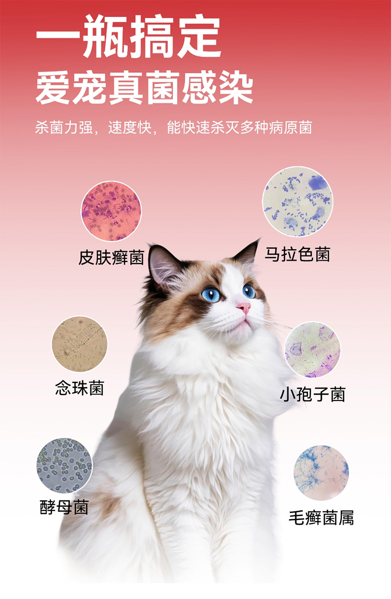 伊曲康唑内服溶液